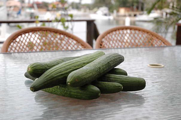 cucumbers for bread and butter pickles