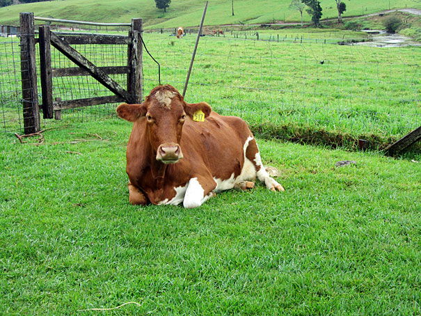 A visit to Maleny Dairies