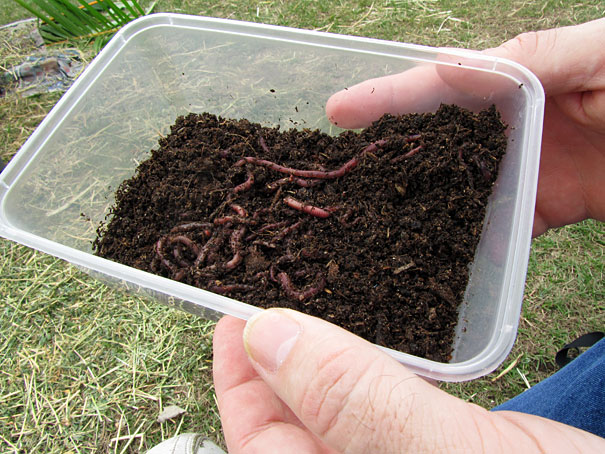 worms for a worm farm