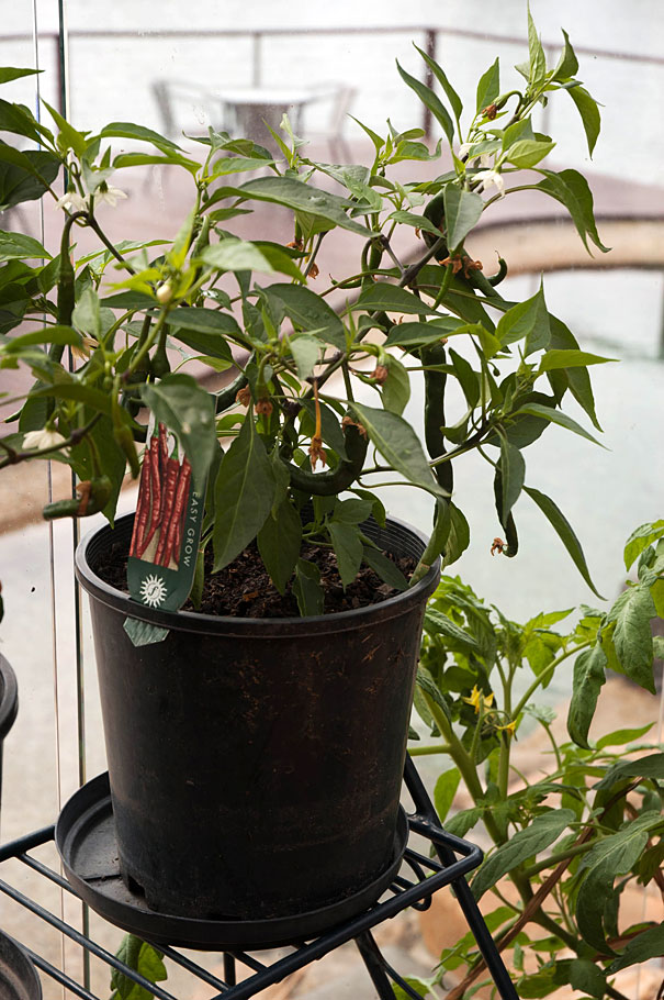 Hot Chilli Peppers Growing in a Pot