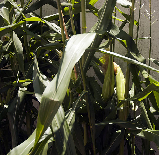 growing corn in a small patch