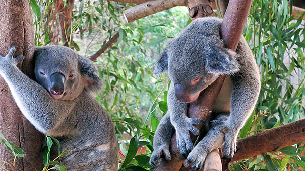 Koalas at Australia Zoo