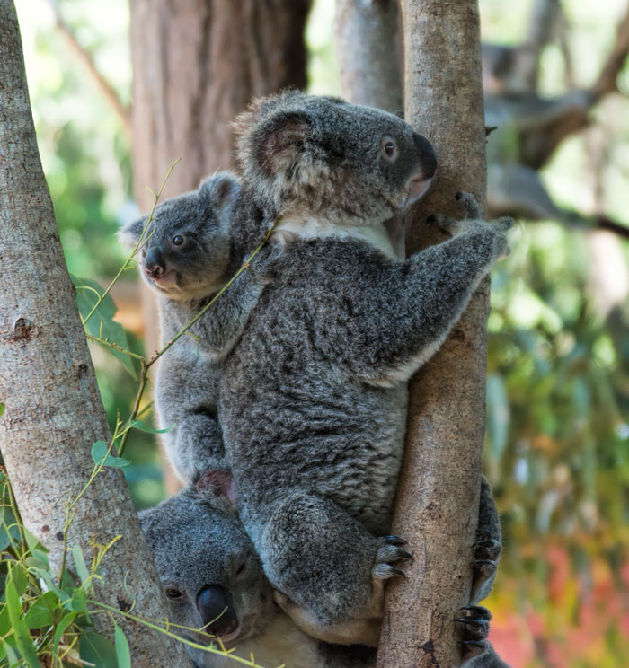 koala family