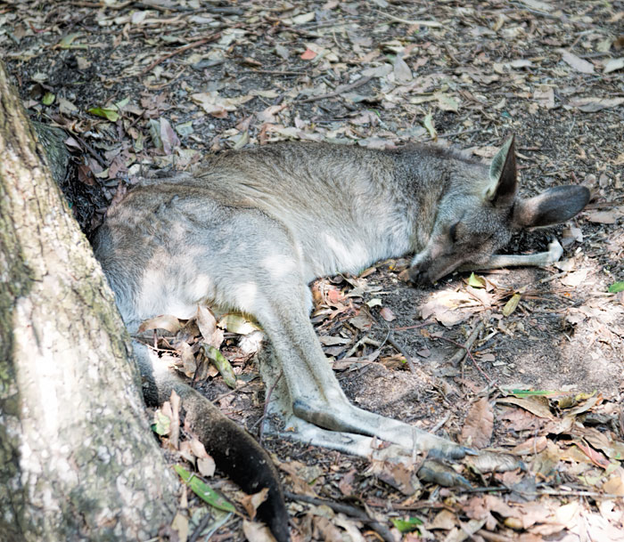 Kangaroo Having a Nap