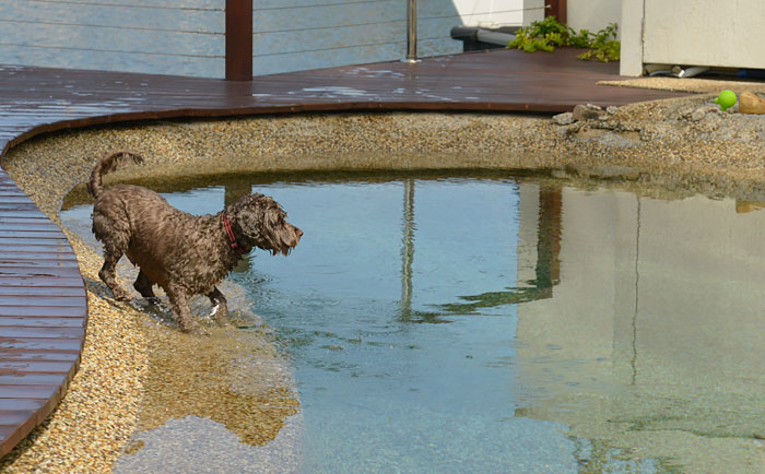 swimmy dog
