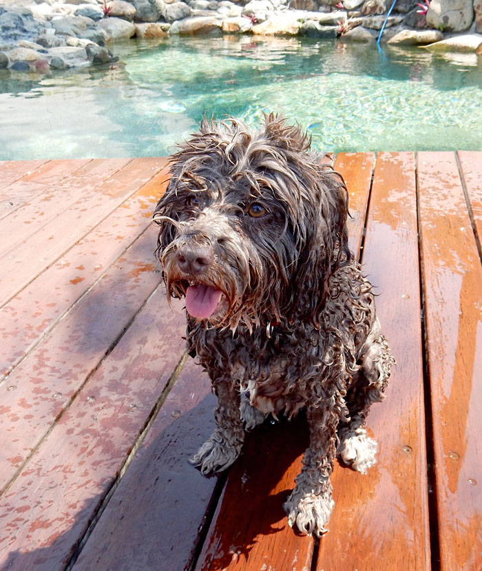 Charlie the swimmy dog
